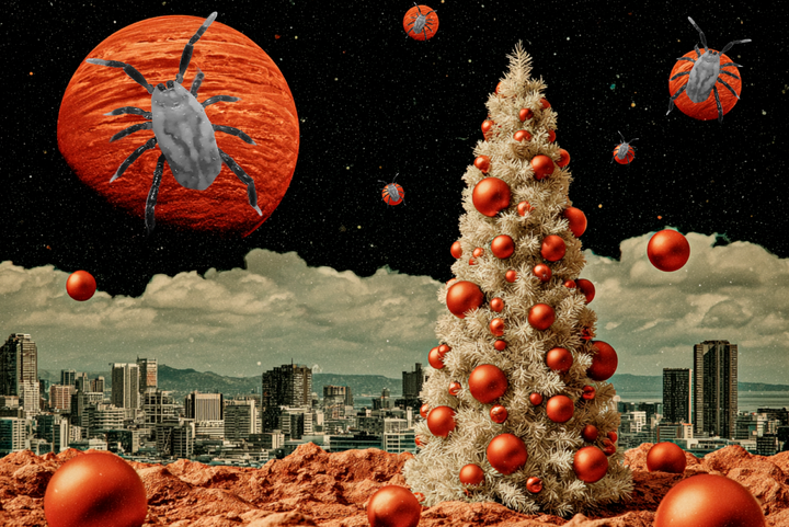 Клещи вместо игрушек и хлопушек: правда ли, что лесных «гостей» можно принести домой с новогодней елкой