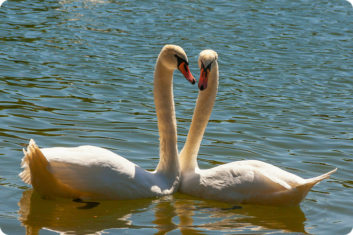 Деньги за долгий брак, «подарки» от мошенников к 23 Февраля и секрет счастливых отношений. Главное к утру 13 февраля